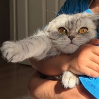 Acil yeni..