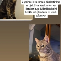 İki kız k..