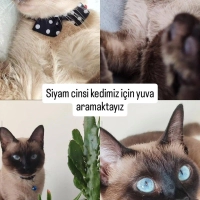 Uysal sak..