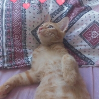 LÜTFEN YU..