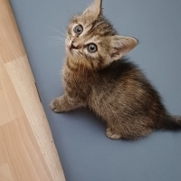 Bu minik..