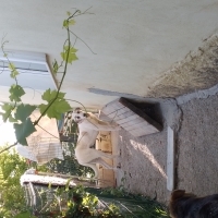 Lugaro kalıcı bir yuva arıyor