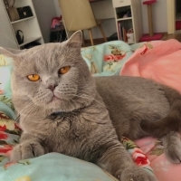 biriciğim..