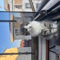 Sevimli o..