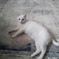 Casper 4..