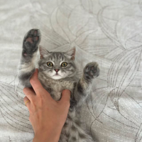 DUMAN ÖMÜ..