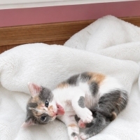 TATLI CALICO BEBEK ACİL YUVA ARIYOR!
