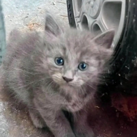 Cins kedi..