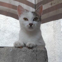 Güzel kız..