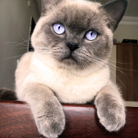 0534 795 50 35 BRITISH SHORTHAIR BLUEPOINT KISIR, ÇİPLİ OĞLUM MAVİŞ