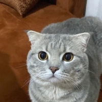 Sevgi bağımlısı