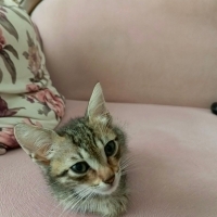 1,5 aylık sevecen, oyuncu kedi