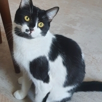 Geçici yu..