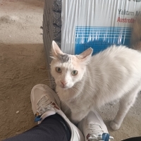 Kısırlaşt..