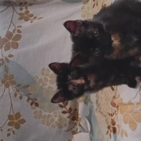 KEŞKÜL ÇO..