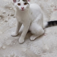 Şirin içi..