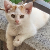 Bebişe ac..