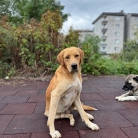 Labrador..