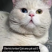 Kocayanak..