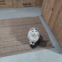 Leyla ela gözlü bir çöl ahusu 😻