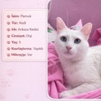 Ücretsiz..