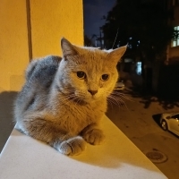 Tam bir can dostu