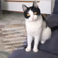 Uysal çok..
