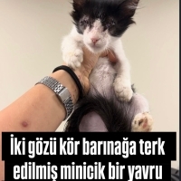 Kör Yavruya Çok Acil Yuva