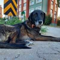 ZUKO KALICI YUVASINI ARIYOR