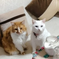 Anne ve oğlu olan kedilerini sahiplendirmek istiyorum