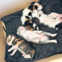 4 yavru( biri gri, biri smokin, diğer ikisi calico)
