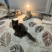 3 aylık,..