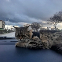 Lidyamıza..