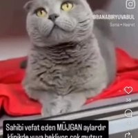 Müjgan yu..