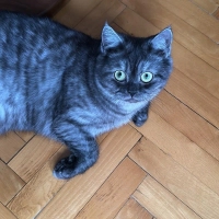 Sokağa at..