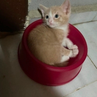 Minik dos..