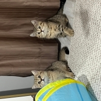 2 dişi ka..