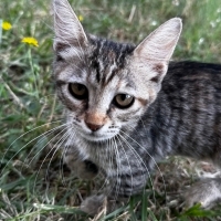 Ceylomuza yuva arıyoruz