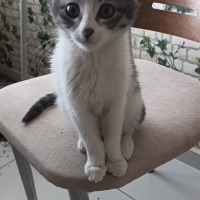 Oyuncu ço..