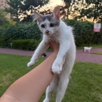Minik kal..