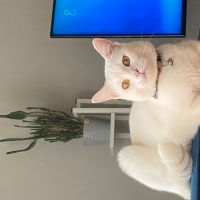Luna yuva..