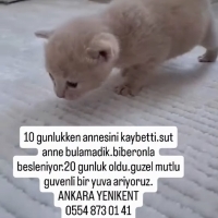 1 yavru 2..