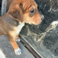Anneleri av köpeği olan 6 yavrumuza yuva