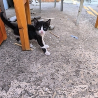 Miniş pre..