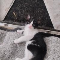 1.5 AYLIK..