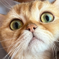 KAJU YUVA ARIYOR 🐾