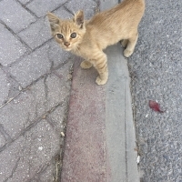 Sevimli c..