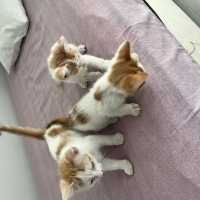 3 küçük k..