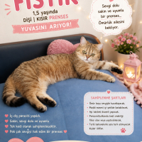 Fıstık Prensese ömürlük yuvasını arıyoruz