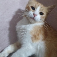 Kâşif Yuv..